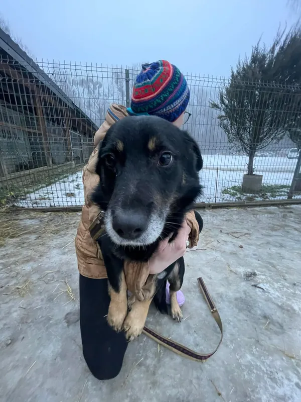 Pies do adopcji, Zgierz, 13 grudnia 2025 (3/3)