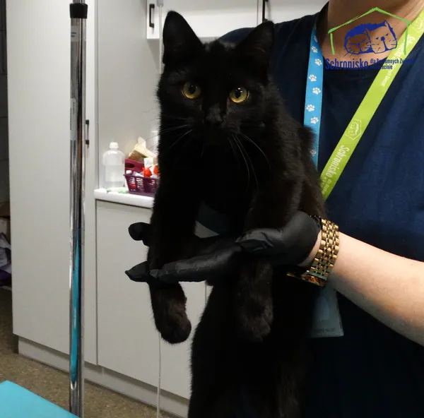 Znaleziono kota, Szczecin, 6 lutego 2026