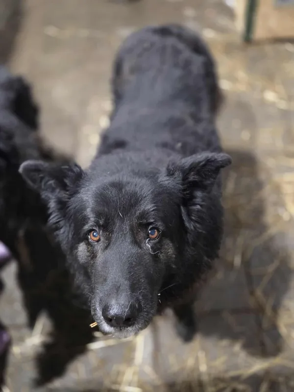 Pies do adopcji, Zgierz, 7 lutego 2026 (2/5)