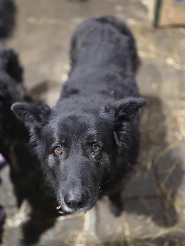 Pies do adopcji, Zgierz, 7 lutego 2026 (4/5)