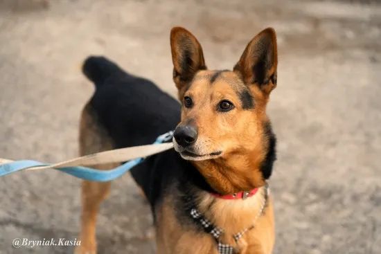 Pies do adopcji, Kraków, 23 stycznia 2026