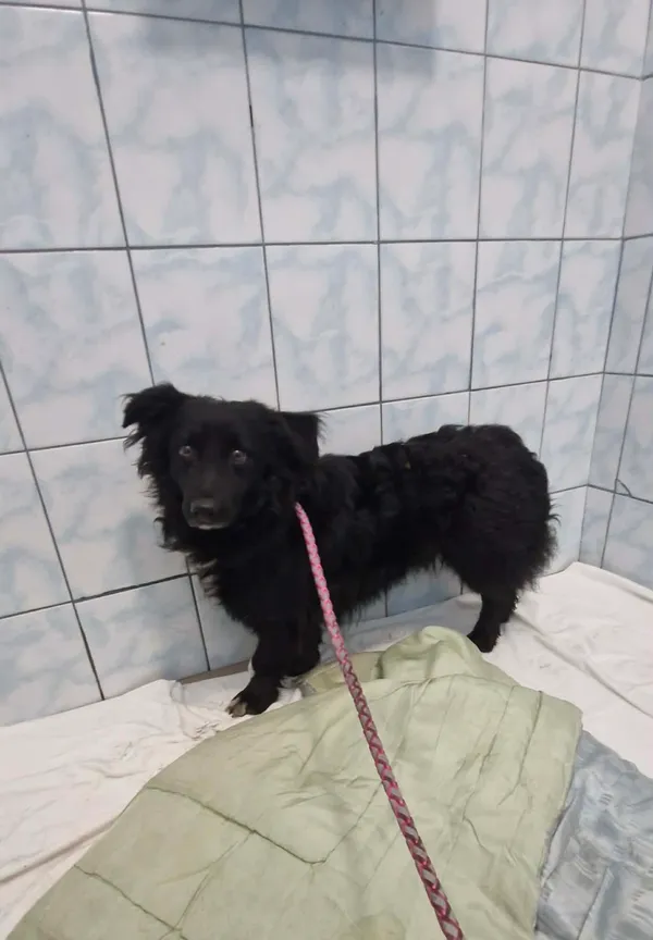 Znaleziono psa, Sosnowiec, 6 lutego 2026