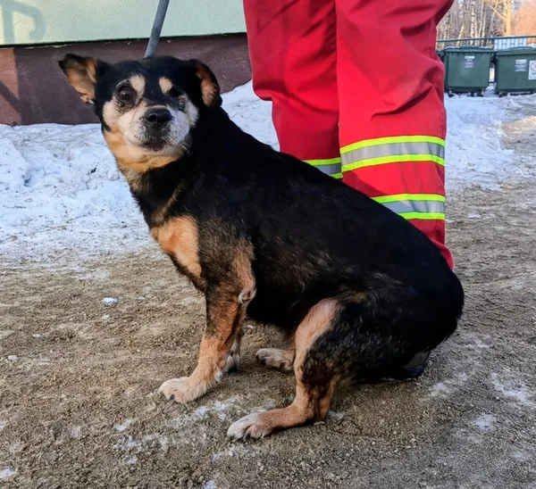 Znaleziono psa, Pieckowo, 5 lutego 2026 (1/2)