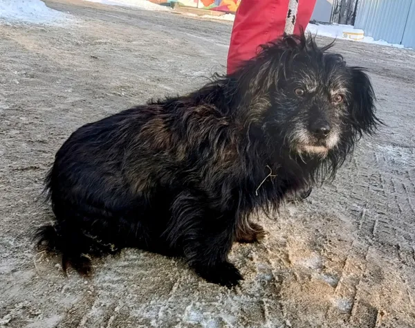 Znaleziono psa, Pieckowo, 5 lutego 2026 (1/2)