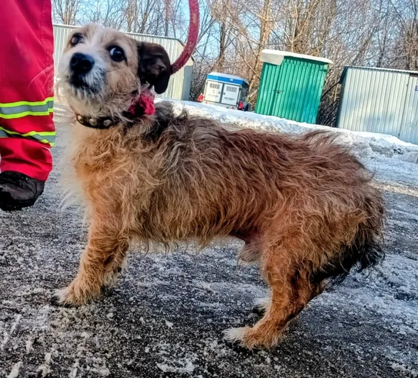 Znaleziono psa, Pieckowo, 5 lutego 2026 (1/2)