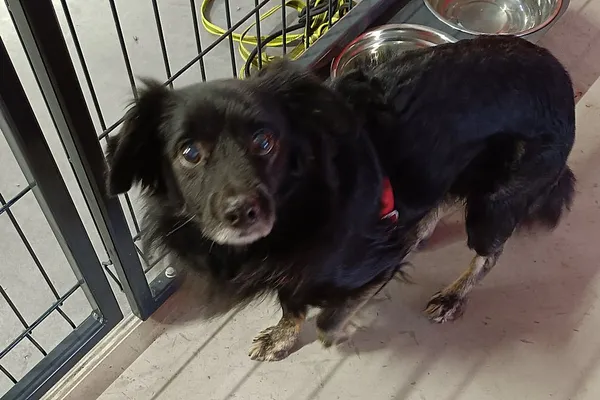 Znaleziono psa, Wałbrzych, 3 lutego 2026