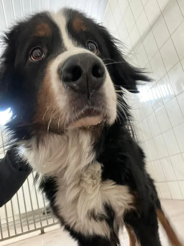 Znaleziono psa, Sosnowiec, 3 lutego 2026