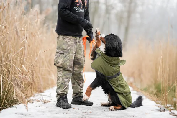 Znaleziono psa, Sosnowiec, 3 lutego 2026 (2/5)