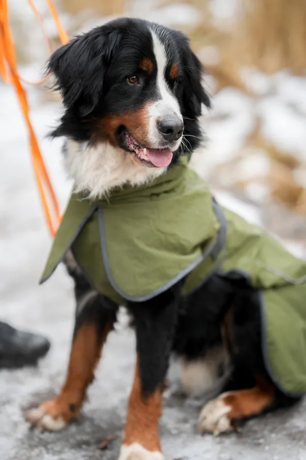 Znaleziono psa, Sosnowiec, 3 lutego 2026 (3/5)