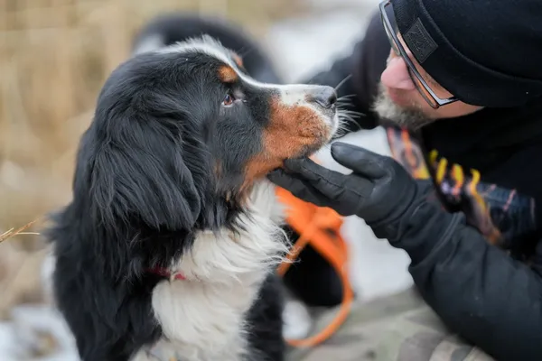 Znaleziono psa, Sosnowiec, 3 lutego 2026 (4/5)