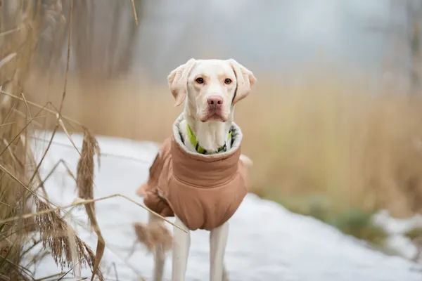 Znaleziono psa, Sosnowiec, 3 lutego 2026 (1/5)