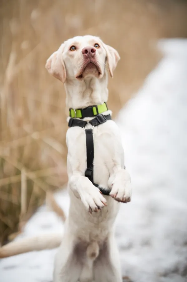 Znaleziono psa, Sosnowiec, 3 lutego 2026 (2/5)