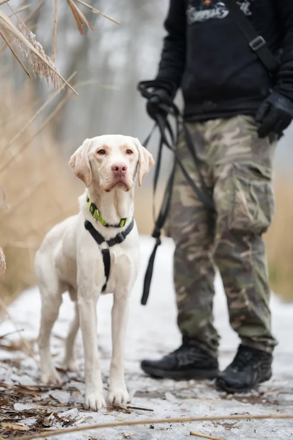 Znaleziono psa, Sosnowiec, 3 lutego 2026 (3/5)