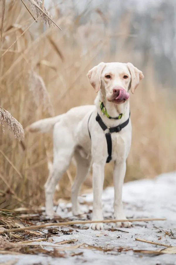 Znaleziono psa, Sosnowiec, 3 lutego 2026 (4/5)