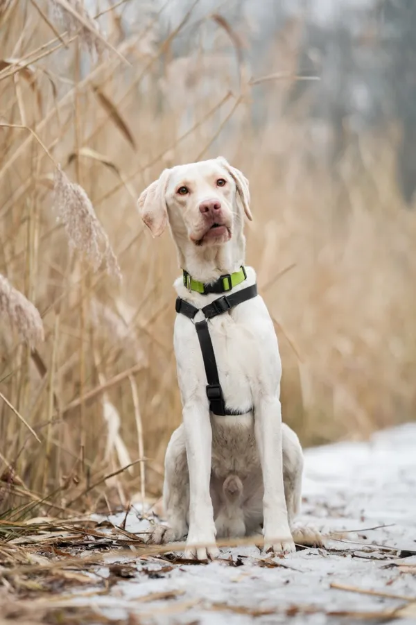 Znaleziono psa, Sosnowiec, 3 lutego 2026 (5/5)