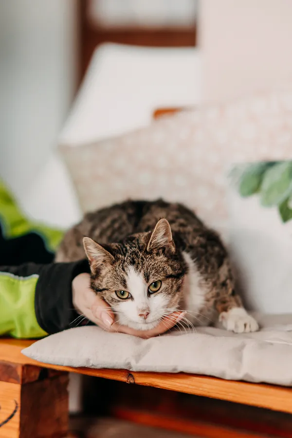 Kot do adopcji, Czartki, 7 lutego 2026 (1/5)