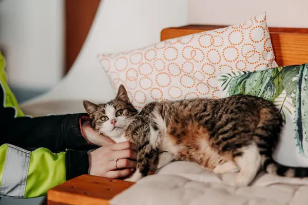 Kot do adopcji, Czartki, 7 lutego 2026 (2/5)