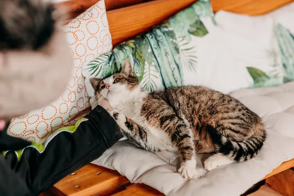 Kot do adopcji, Czartki, 7 lutego 2026 (4/5)