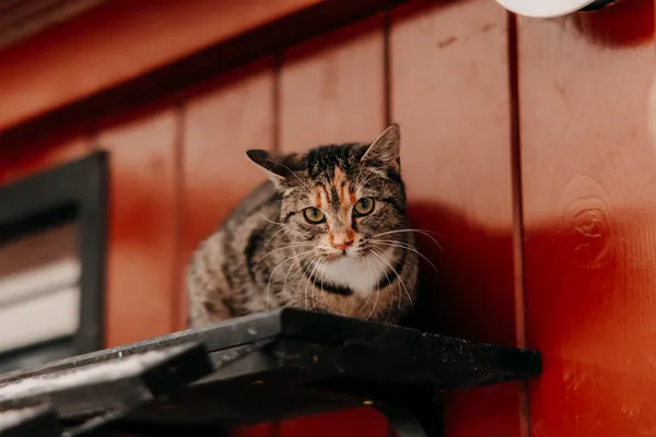 Kot do adopcji, Czartki, 7 lutego 2026 (1/4)