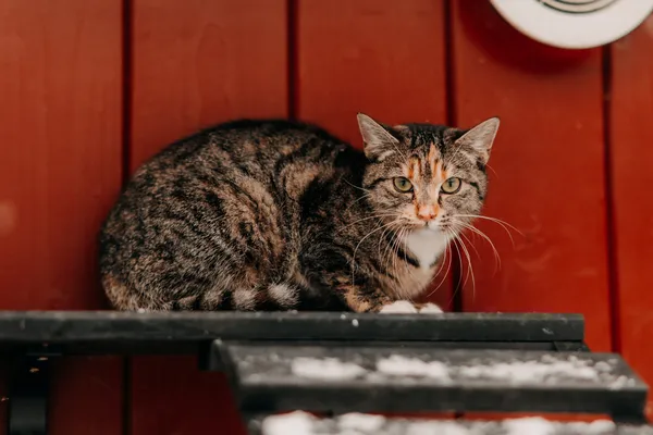 Kot do adopcji, Czartki, 7 lutego 2026 (2/4)