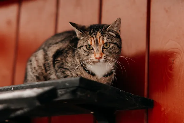 Kot do adopcji, Czartki, 7 lutego 2026 (3/4)