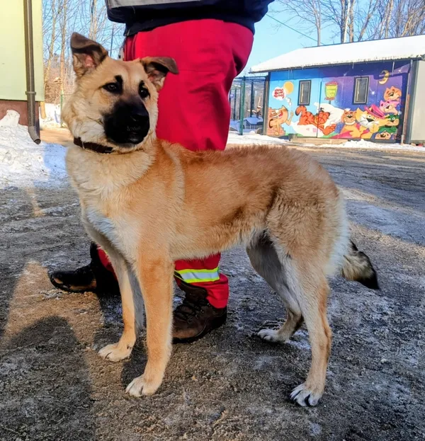 Znaleziono psa, Pieckowo, 5 lutego 2026 (1/3)