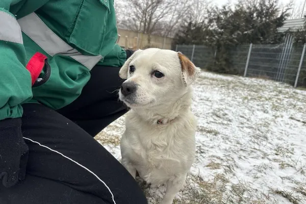 Pies do adopcji, Henrykowo, 12 grudnia 2025