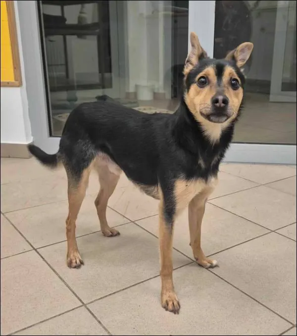 Znaleziono psa, Grudziądz, 8 lutego 2026