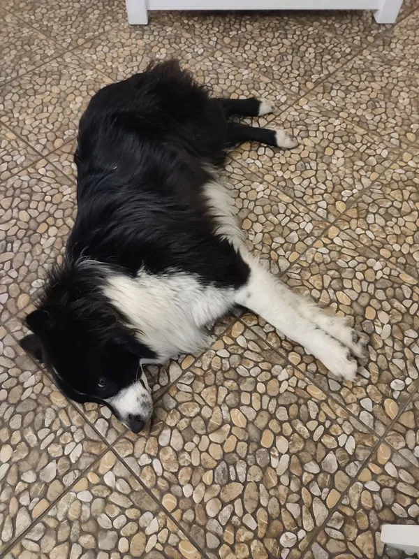 Znaleziono psa, Szczawnica, 8 lutego 2026 (2/2)