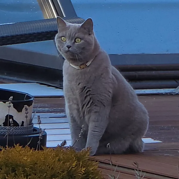 Zaginął kot, Oleśnica, 8 lutego 2026