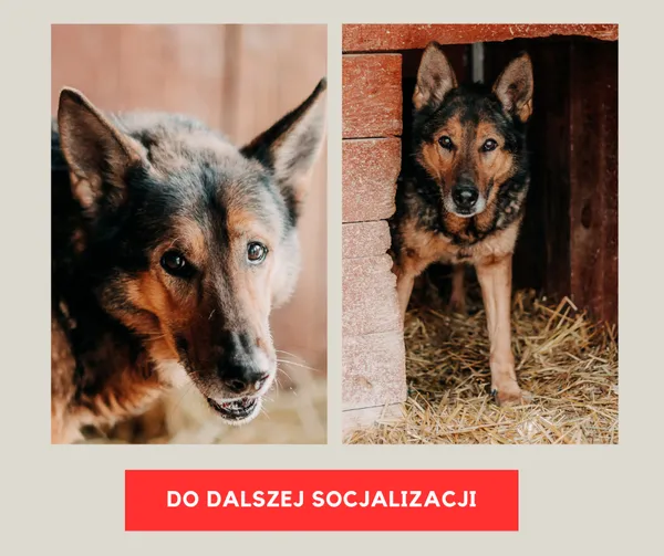 Pies do adopcji, Czartki, 8 lutego 2026