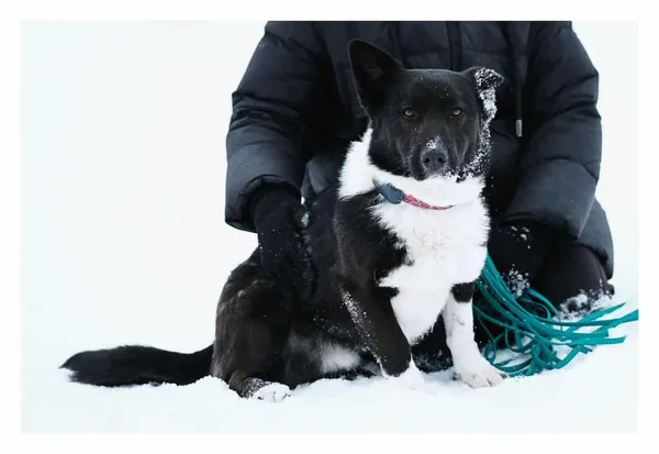 Pies do adopcji, Milanówek, 8 lutego 2026 (1/5)