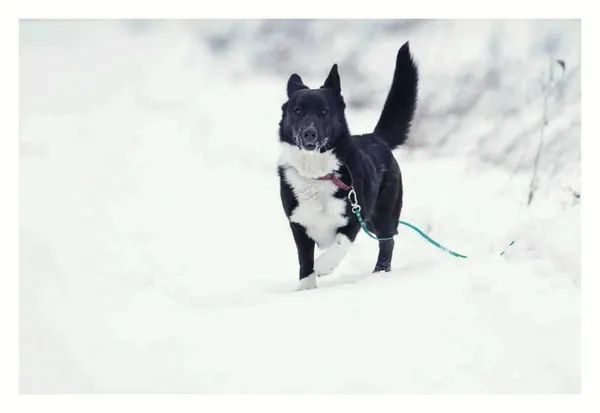 Pies do adopcji, Milanówek, 8 lutego 2026 (4/5)