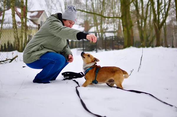 Pies do adopcji, Milanówek, 11 lutego 2026 (3/5)