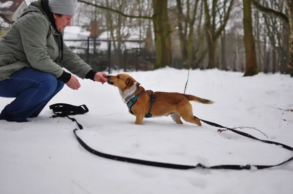 Pies do adopcji, Milanówek, 11 lutego 2026 (4/5)