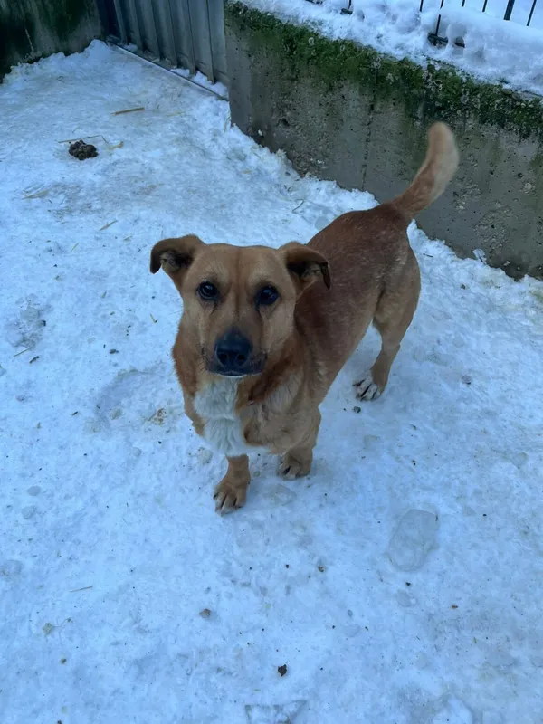 Pies do adopcji, Milanówek, 8 lutego 2026 (1/2)