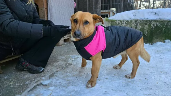 Pies do adopcji, Milanówek, 8 lutego 2026 (2/2)