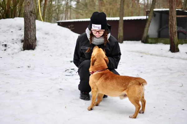 Pies do adopcji, Milanówek, 13 lutego 2026 (1/5)