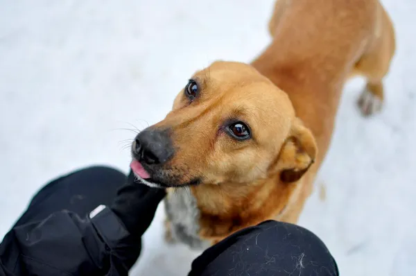 Pies do adopcji, Milanówek, 13 lutego 2026 (5/5)