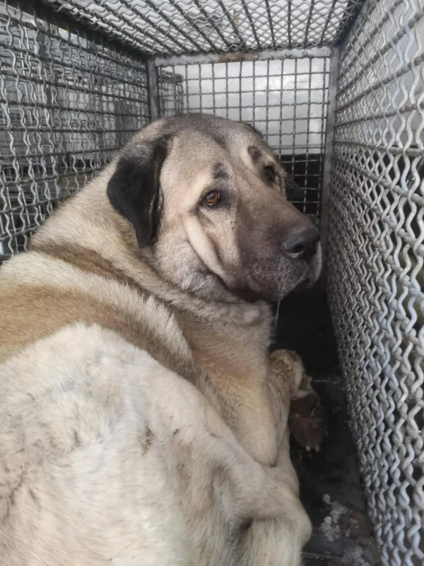 Pies do adopcji, Milanówek, 8 lutego 2026 (3/3)