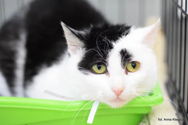 Znaleziono kota, Toruń, 12 stycznia 2026