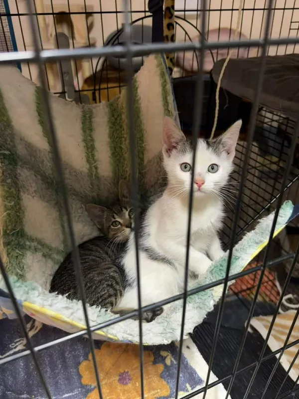 Kot do adopcji, Głowno, 8 lutego 2026 (1/5)