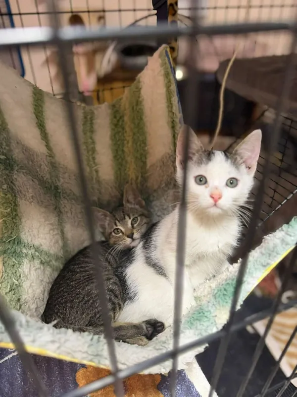 Kot do adopcji, Głowno, 8 lutego 2026 (2/5)