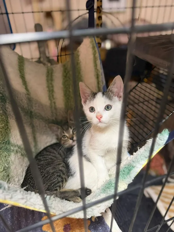 Kot do adopcji, Głowno, 8 lutego 2026 (3/5)