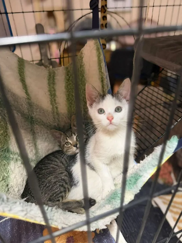 Kot do adopcji, Głowno, 8 lutego 2026 (4/5)