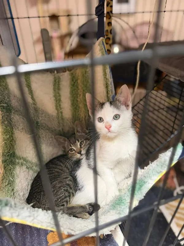 Kot do adopcji, Głowno, 8 lutego 2026 (5/5)