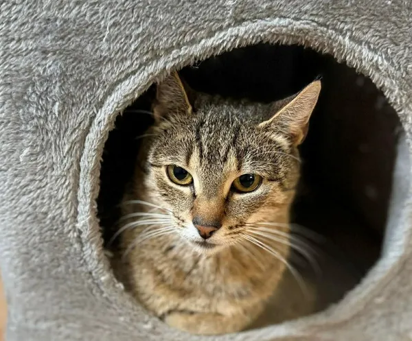 Kot do adopcji, Głowno, 8 lutego 2026 (1/3)