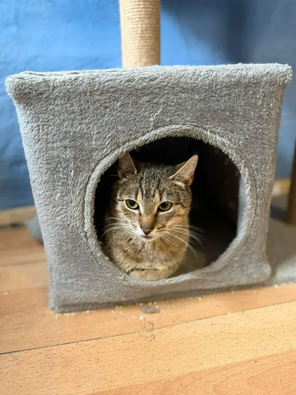 Kot do adopcji, Głowno, 8 lutego 2026 (2/3)