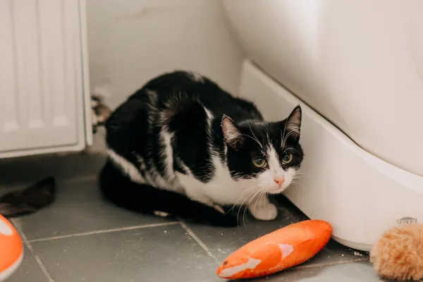 Kot do adopcji, Czartki, 8 lutego 2026 (1/2)