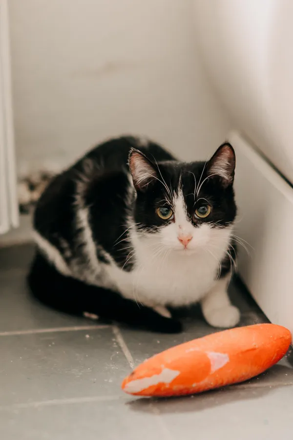 Kot do adopcji, Czartki, 8 lutego 2026 (2/2)